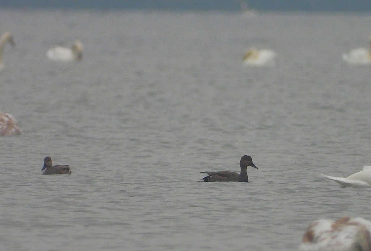 kopřivka obecná - ML645328350