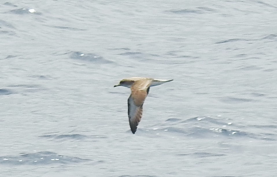 Gabai arre mediterraneoa - ML645328352