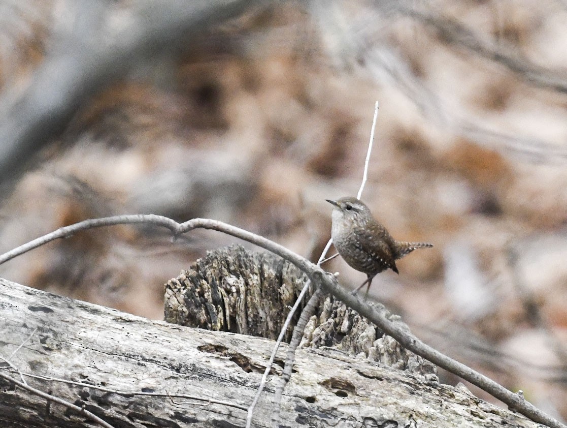 Winter Wren - ML645328354