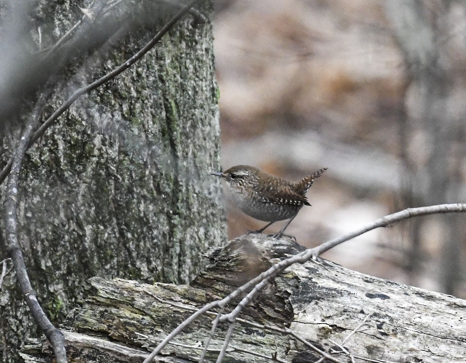 Winter Wren - ML645328355