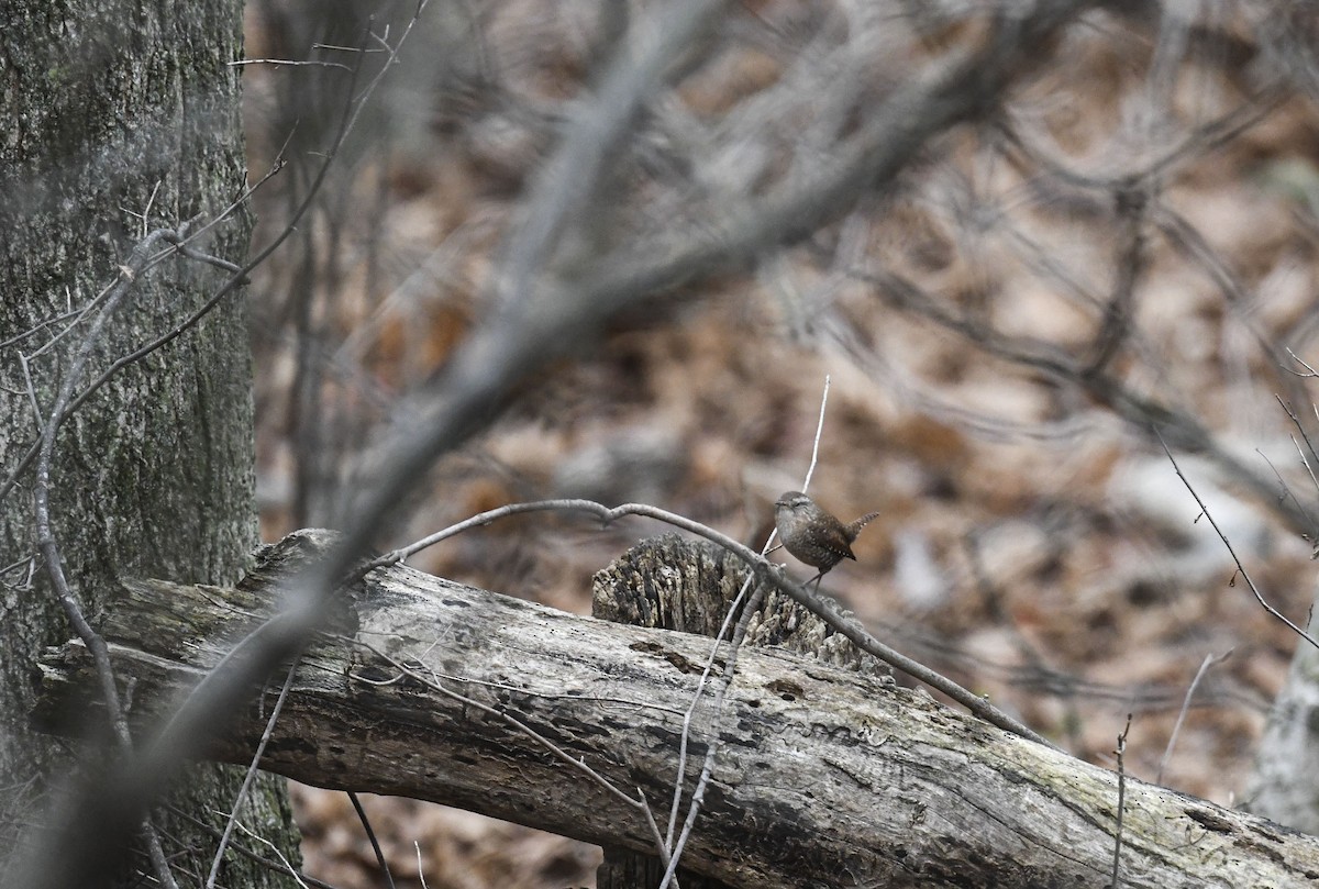 Winter Wren - ML645328356