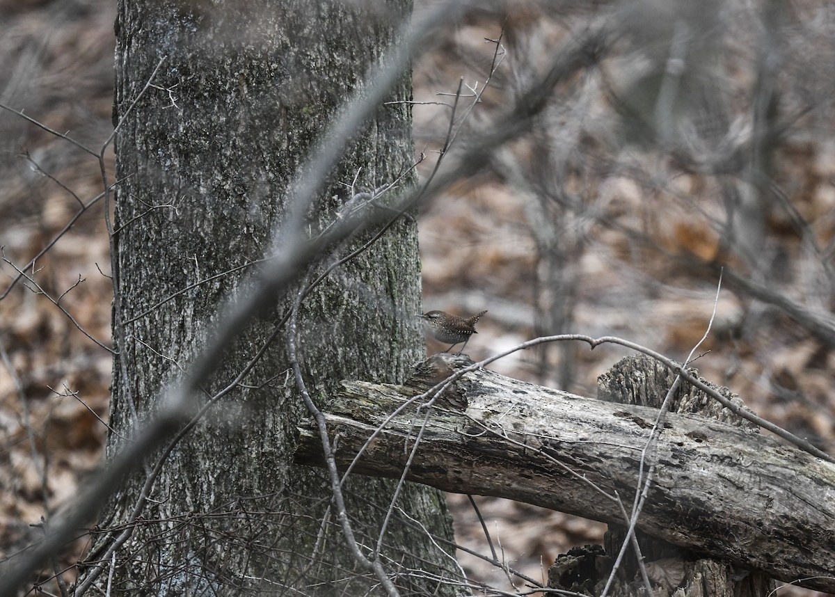 Winter Wren - ML645328357