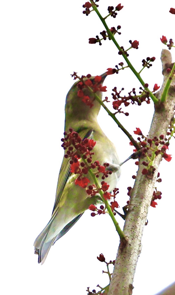 Tennessee Warbler - ML645328358