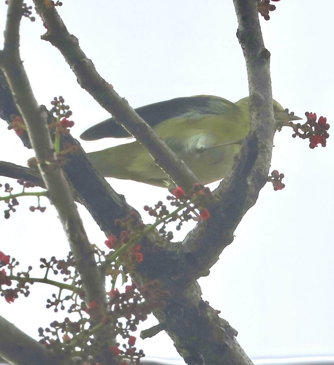 Tennessee Warbler - ML645328359