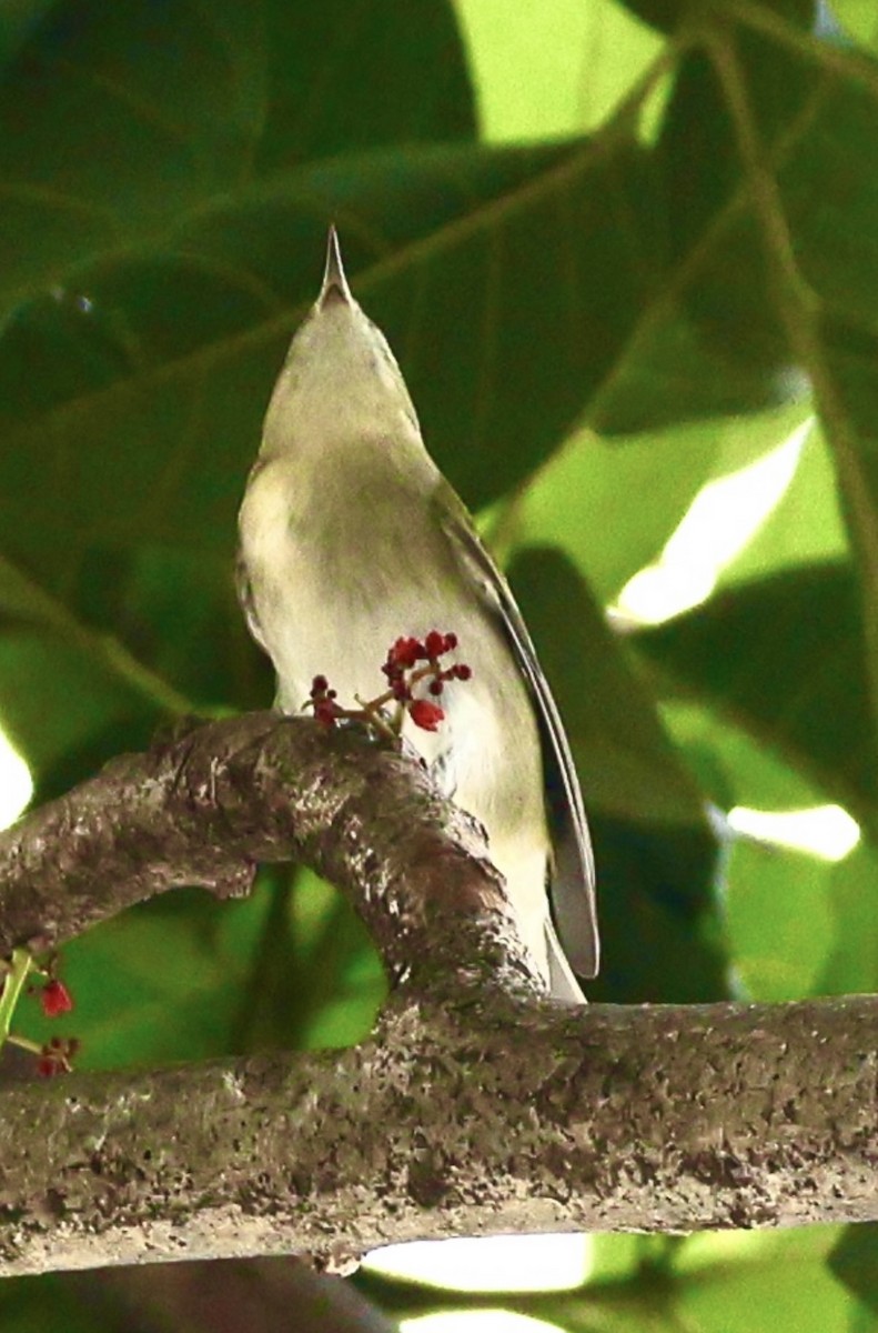 Tennessee Warbler - ML645328360