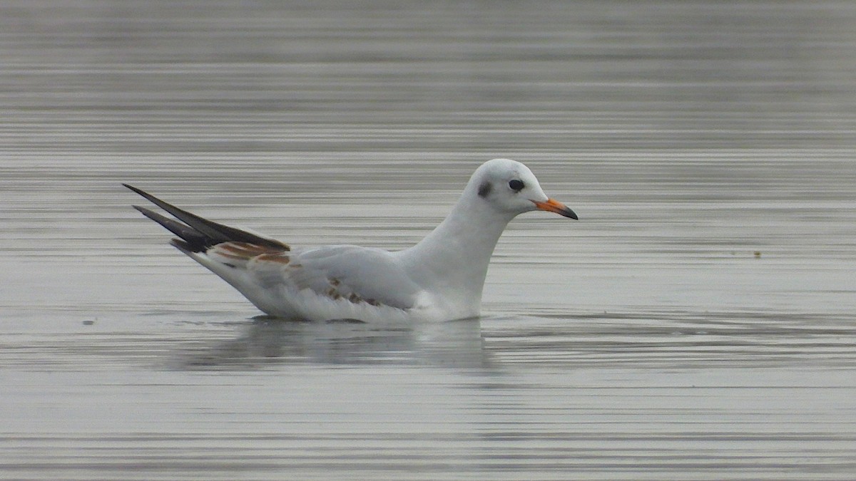 Antxeta mokogorria - ML645328362