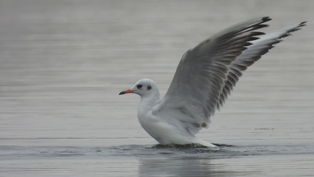 Antxeta mokogorria - ML645328363