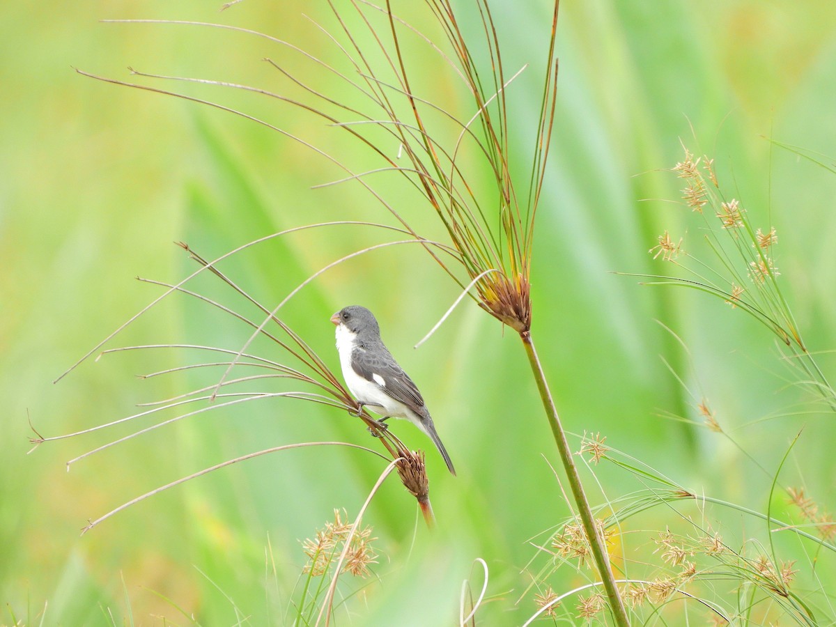 White-bellied Seedeater - ML645328364