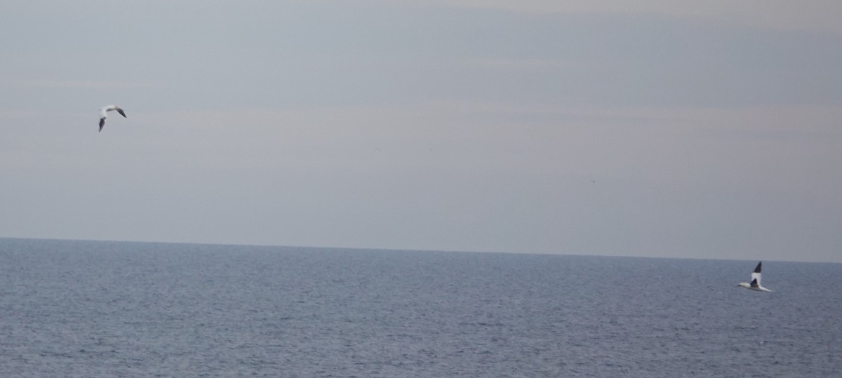 Zanga arrunta - ML645328365