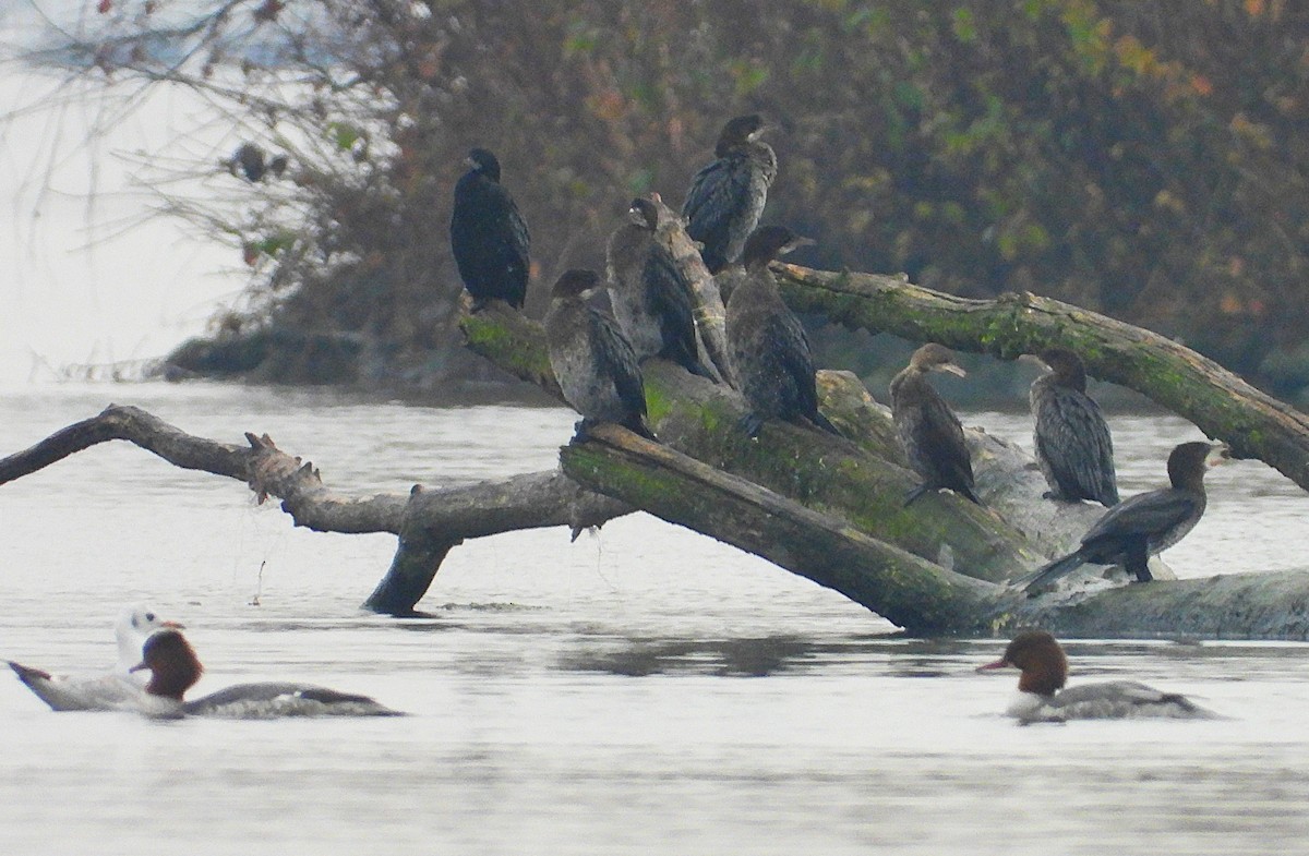 Ubarroi txikia - ML645328366