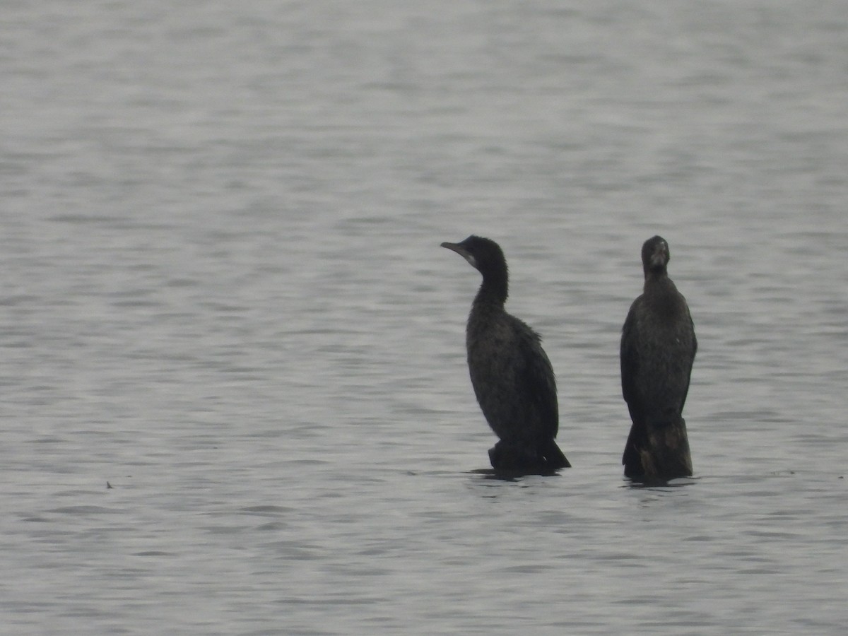 Ubarroi txikia - ML645328367