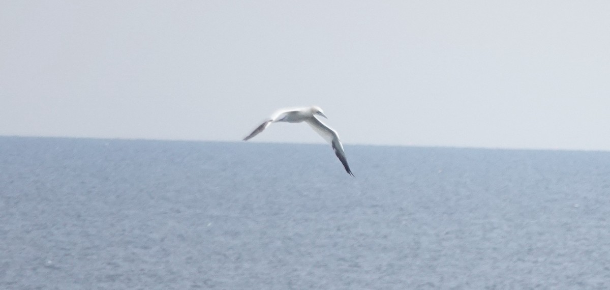 Zanga arrunta - ML645328368