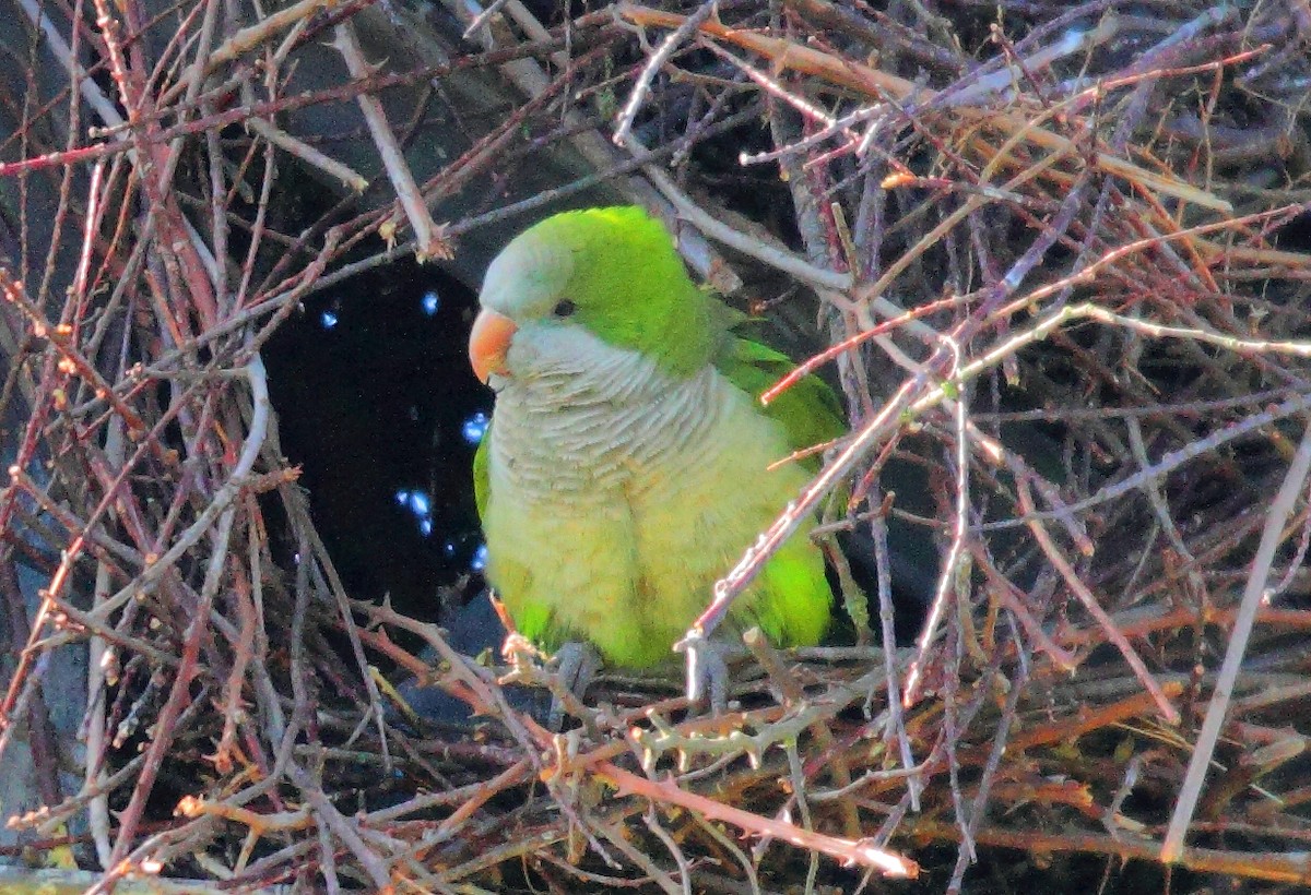 Papagai bulargrisa - ML645328369