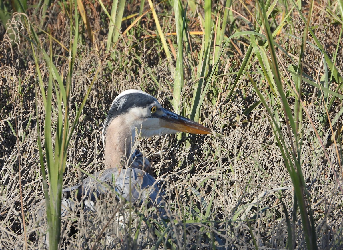 Koartza hauskara amerikarra - ML645328373