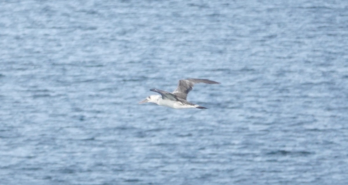 Zanga arrunta - ML645328374