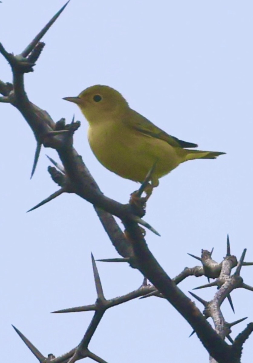 Northern Yellow Warbler - ML645328375