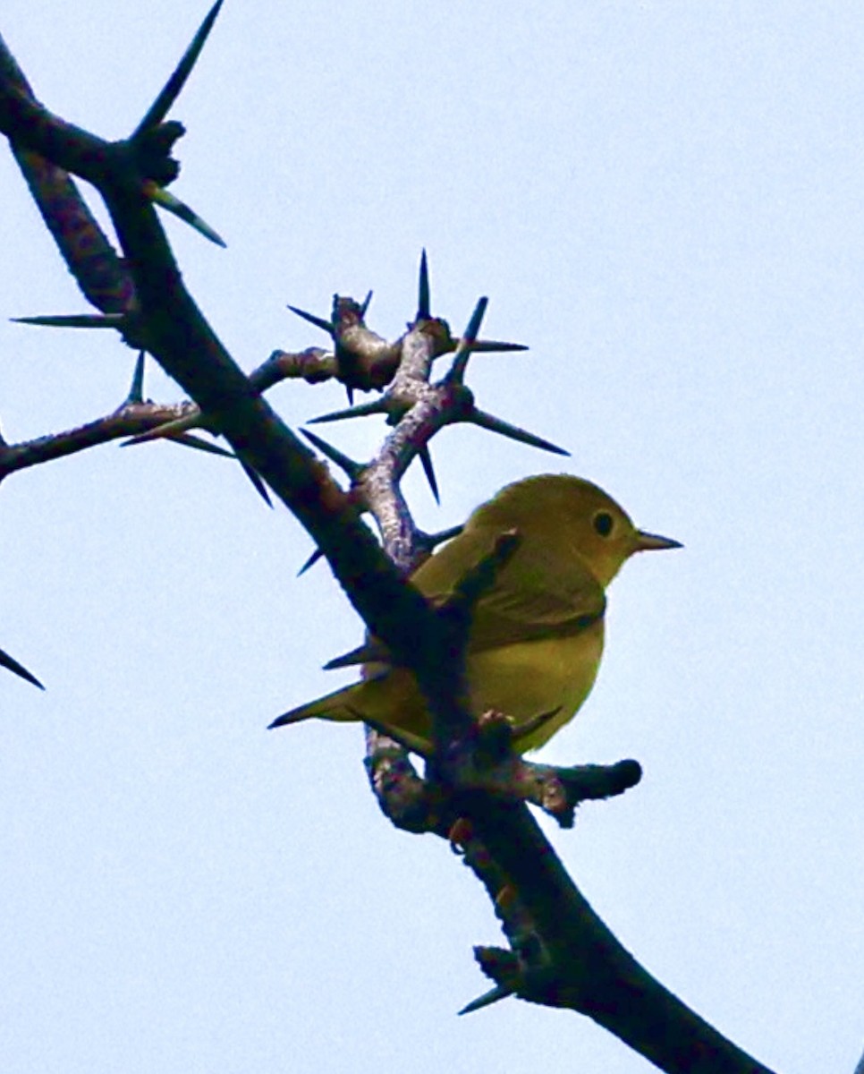 Northern Yellow Warbler - ML645328376