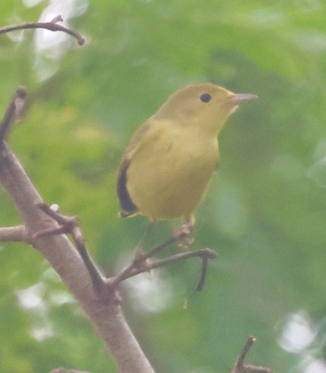 Northern Yellow Warbler - ML645328377