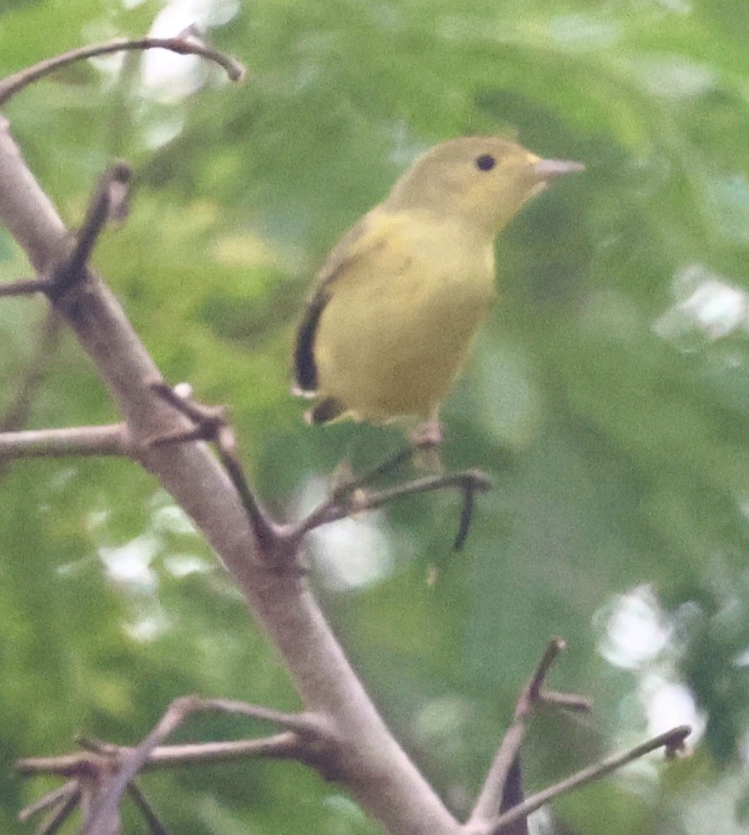 Northern Yellow Warbler - ML645328378