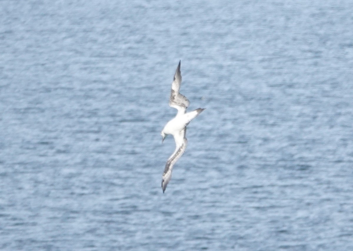 Zanga arrunta - ML645328379