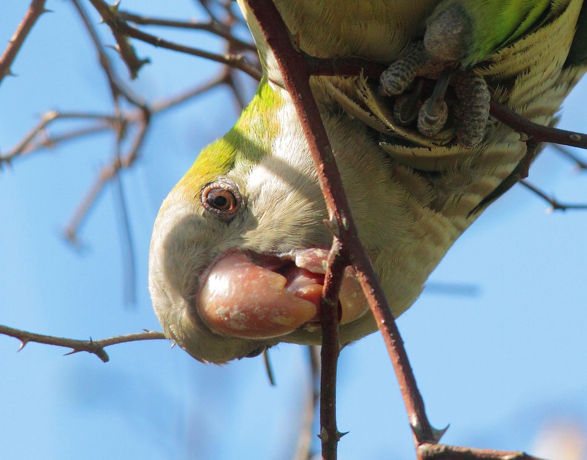Papagai bulargrisa - ML645328380