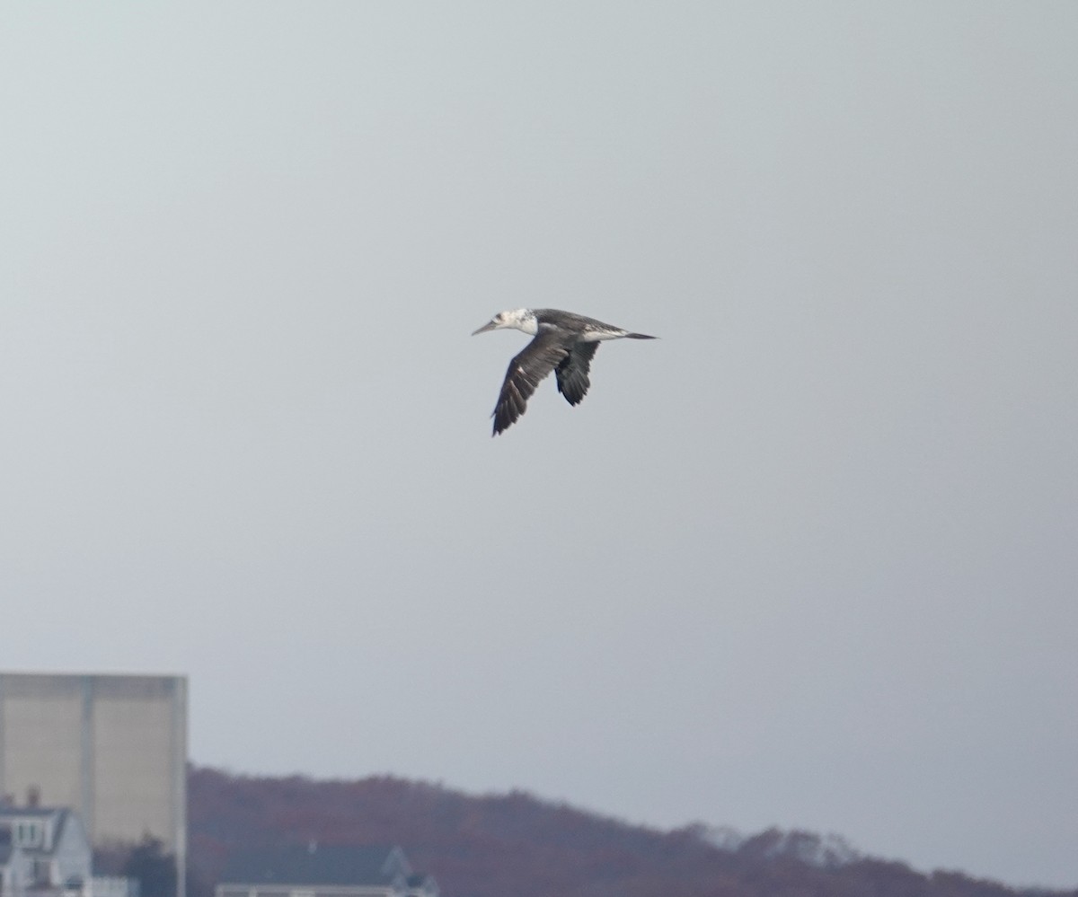 Zanga arrunta - ML645328381