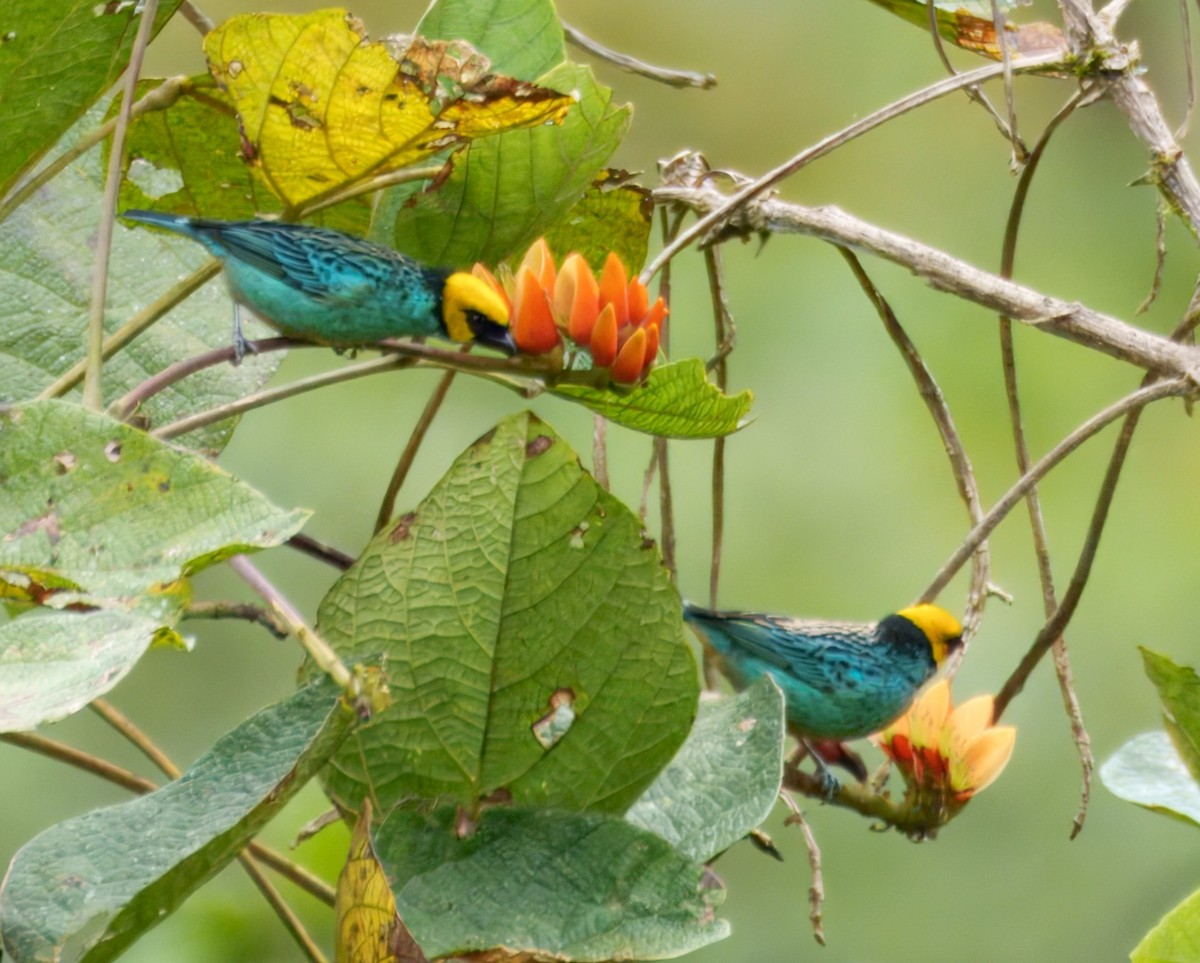 Saffron-crowned Tanager - ML645328382