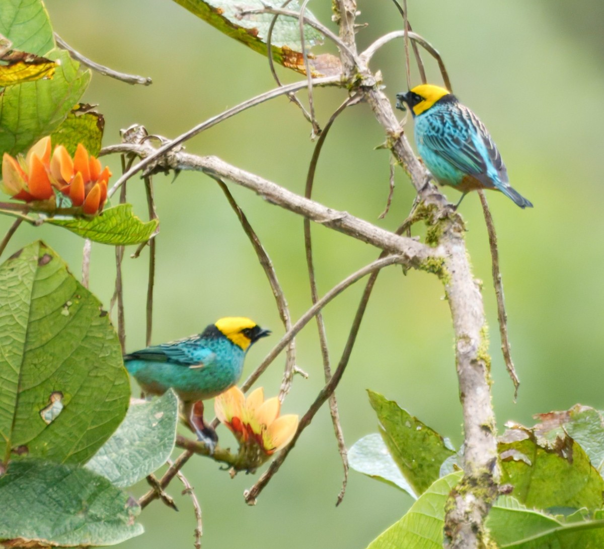 Saffron-crowned Tanager - ML645328383