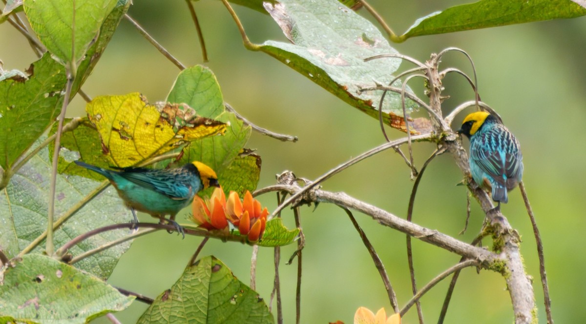 Saffron-crowned Tanager - ML645328384