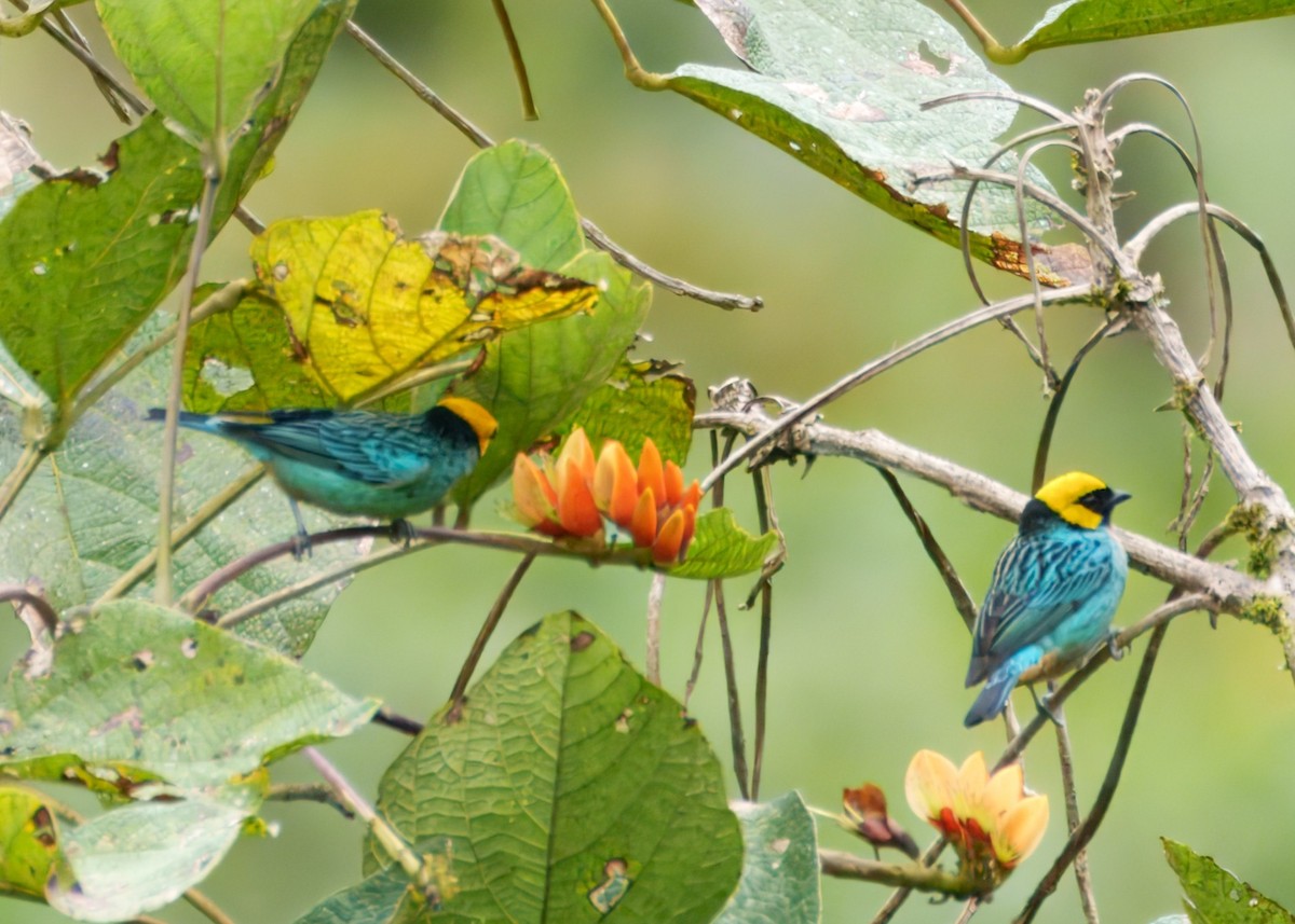 Saffron-crowned Tanager - ML645328385