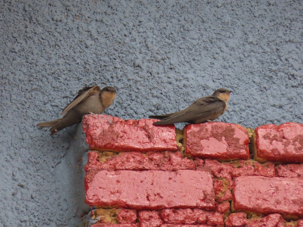 brunsandsvale - ML645328413