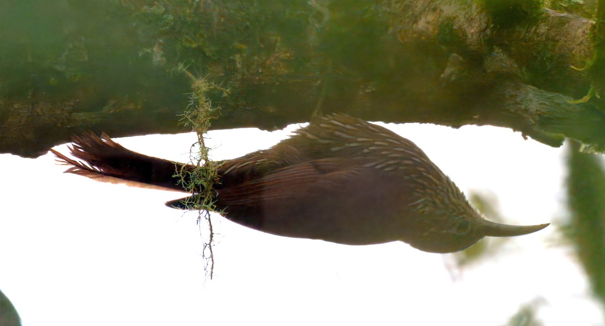 Dağ Tırmaşık - ML645328432