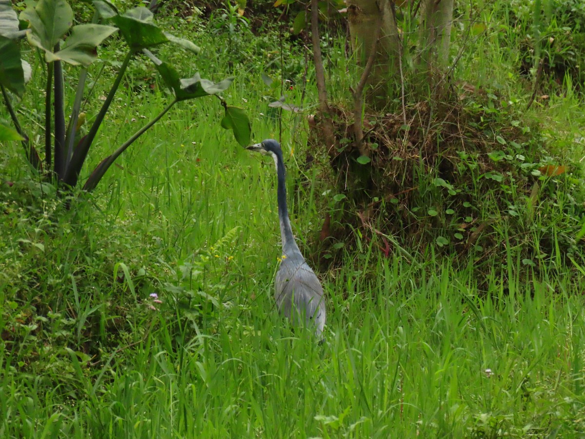 Héron mélanocéphale - ML645328434