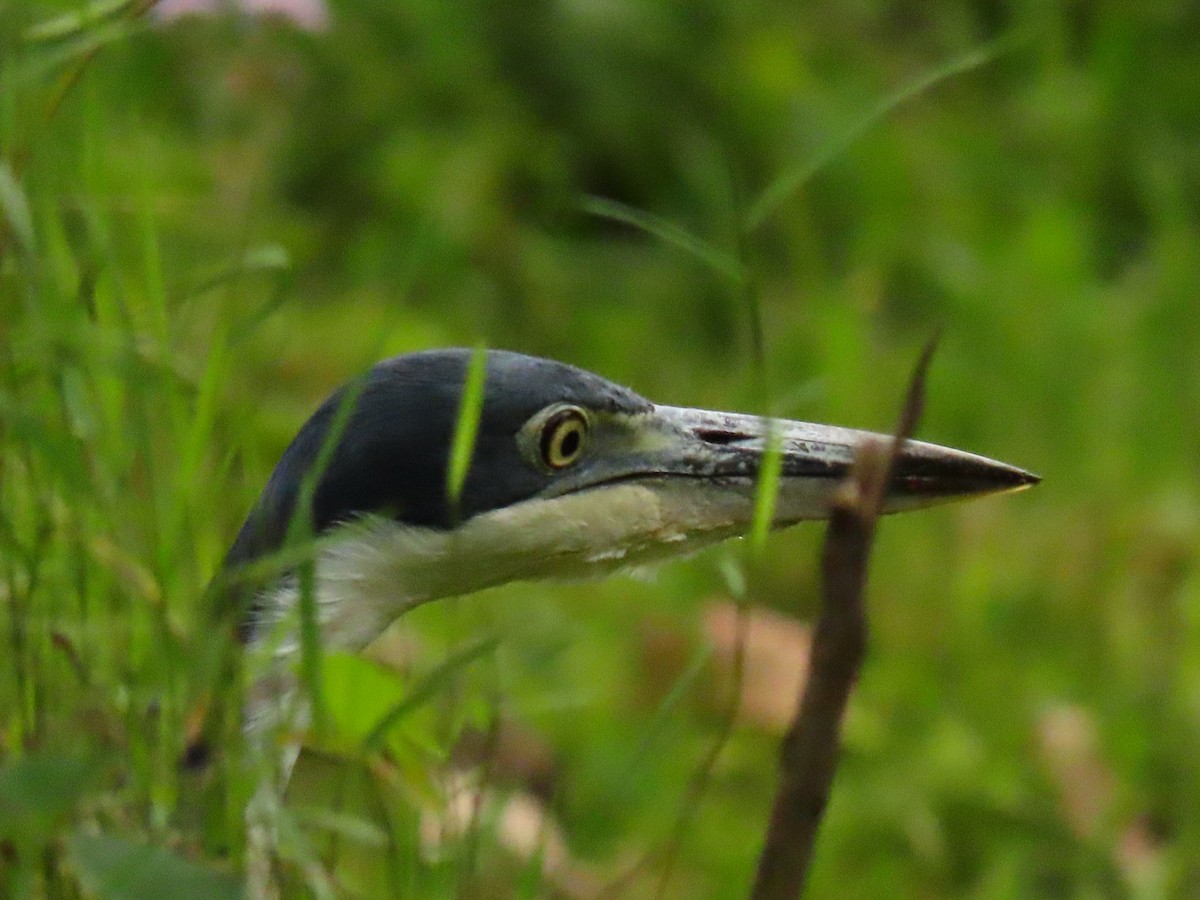 Héron mélanocéphale - ML645328437