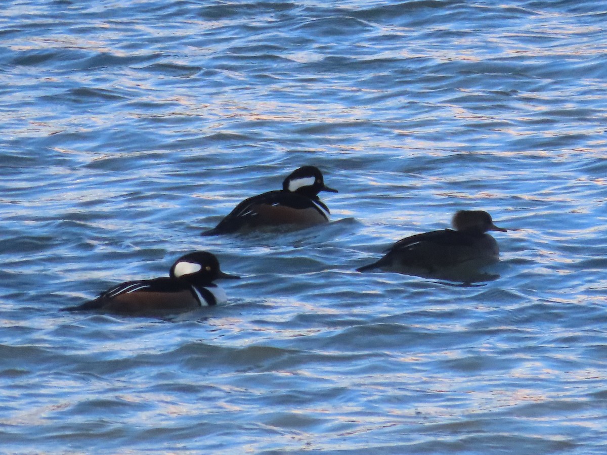 Hooded Merganser - ML645328439