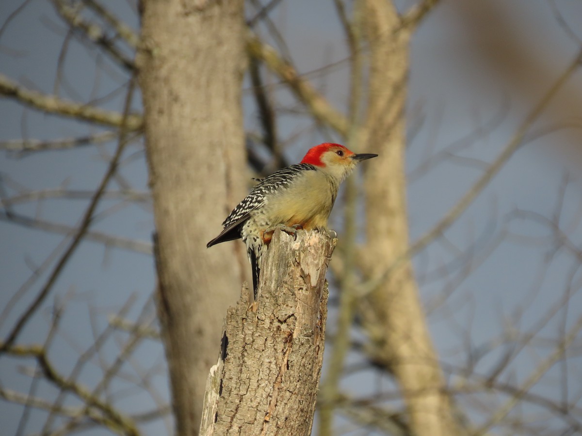 Red-bellied Woodpecker - ML645328450