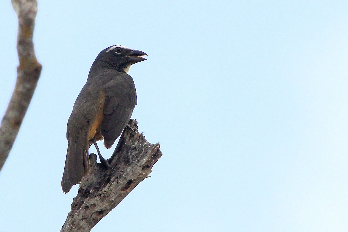 Cinnamon-bellied Saltator - ML645328451