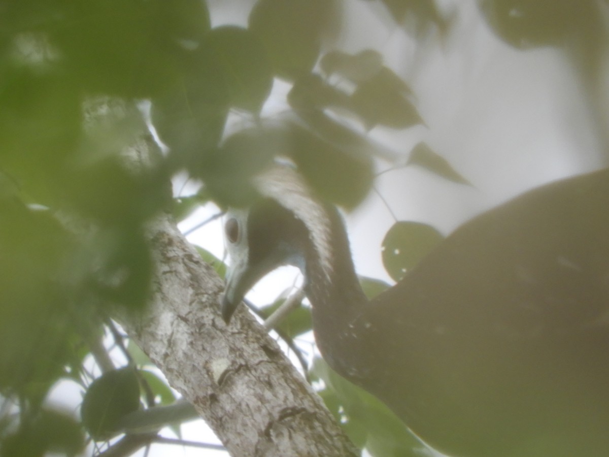 Blue-throated Piping-Guan - ML645328454