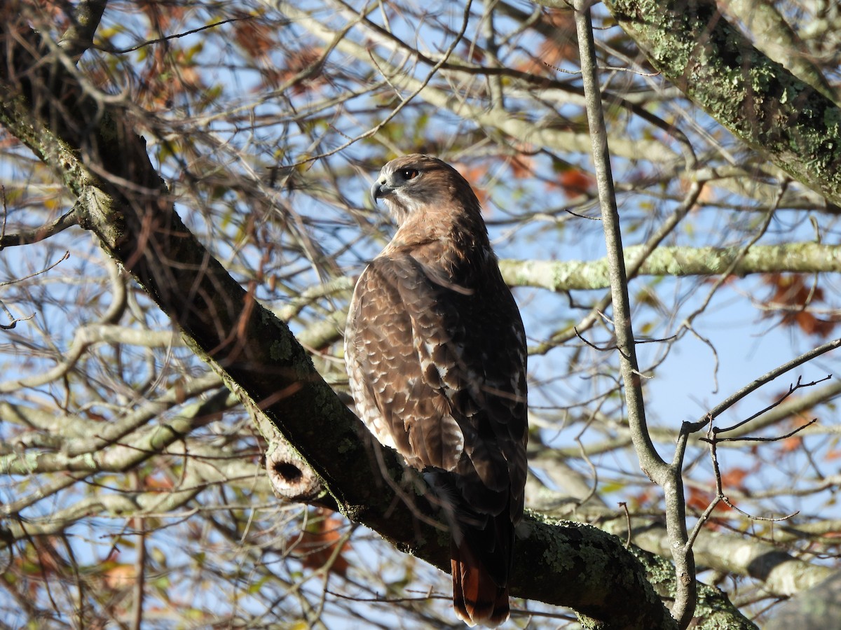 Red-tailed Hawk - ML645328466