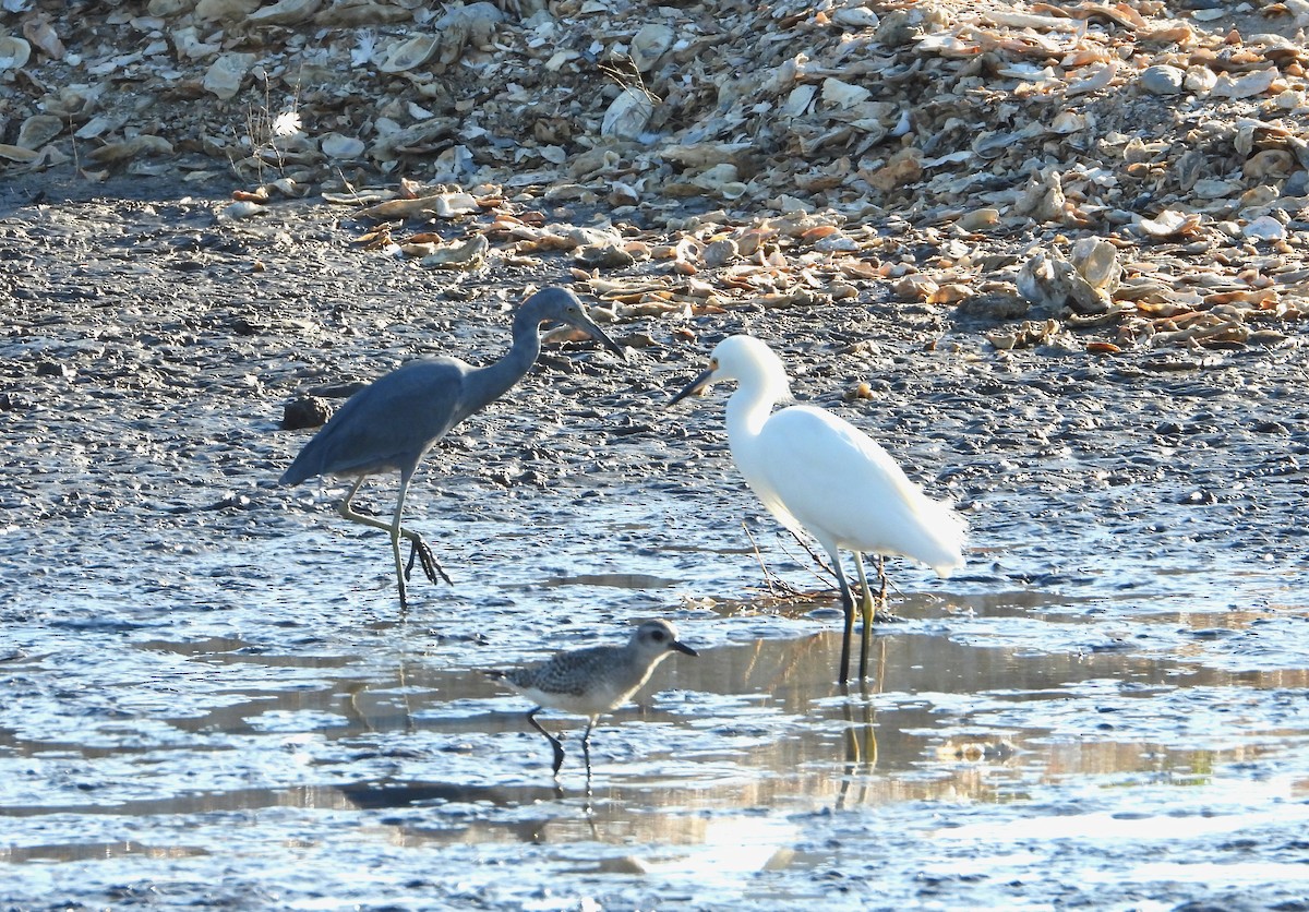 Garceta Azul - ML645328468