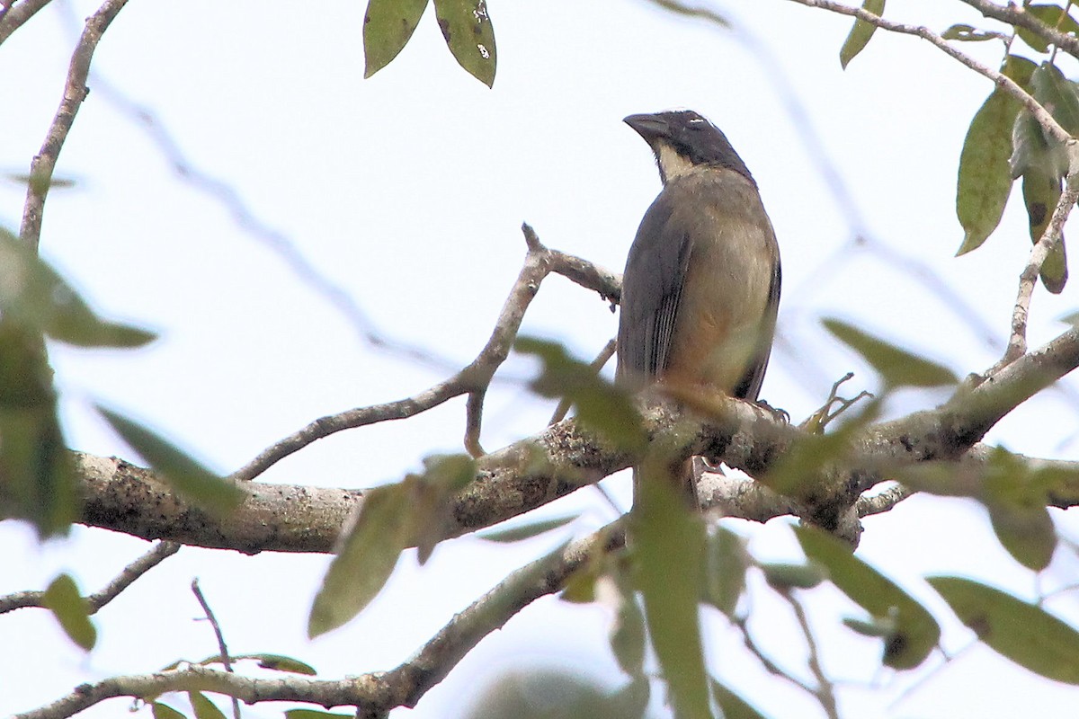 Cinnamon-bellied Saltator - ML645328469