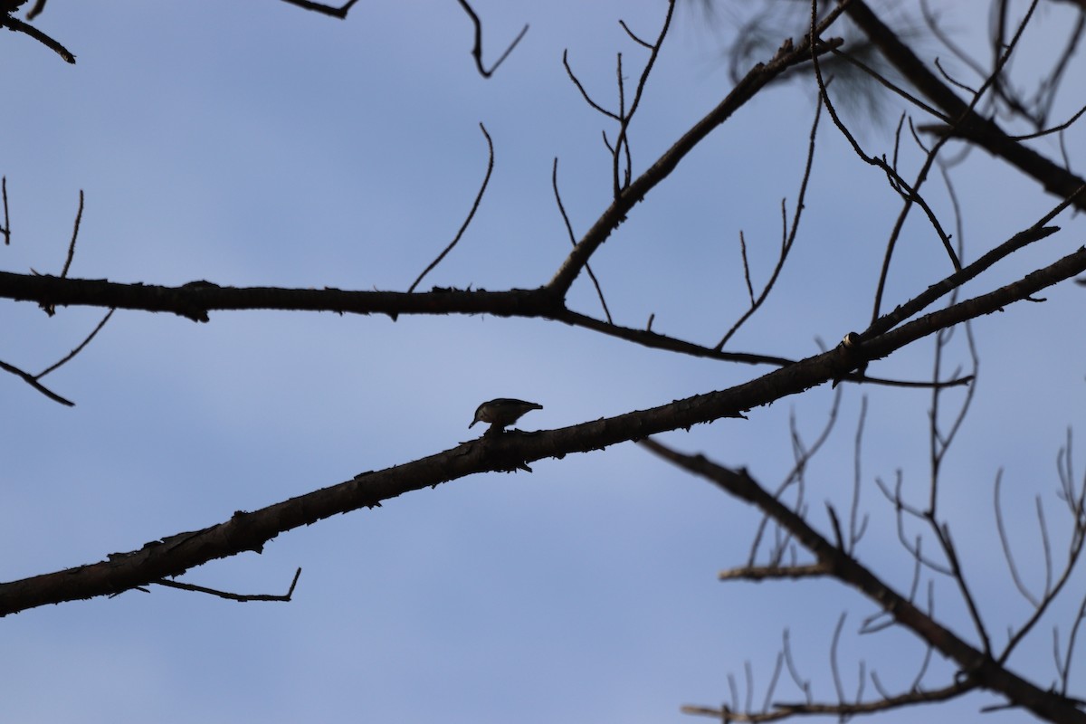 brhlík hnědohlavý - ML645328472