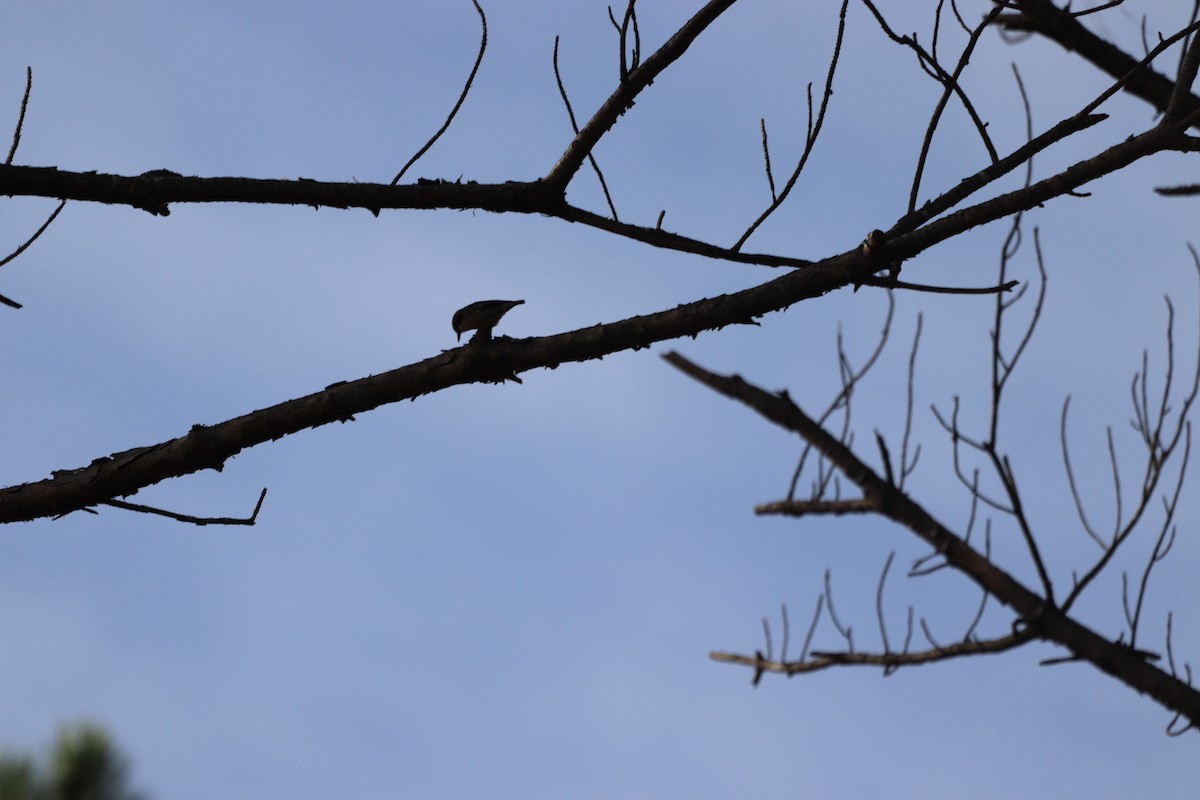 brhlík hnědohlavý - ML645328474