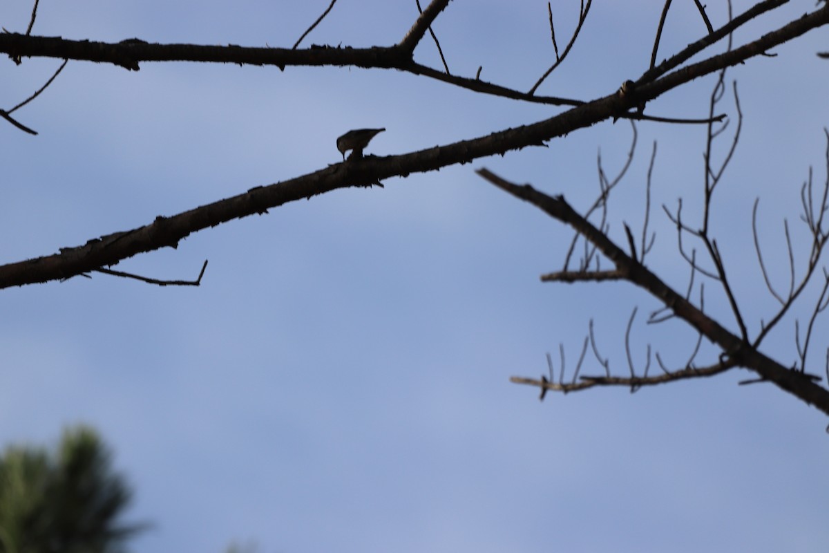 brhlík hnědohlavý - ML645328475