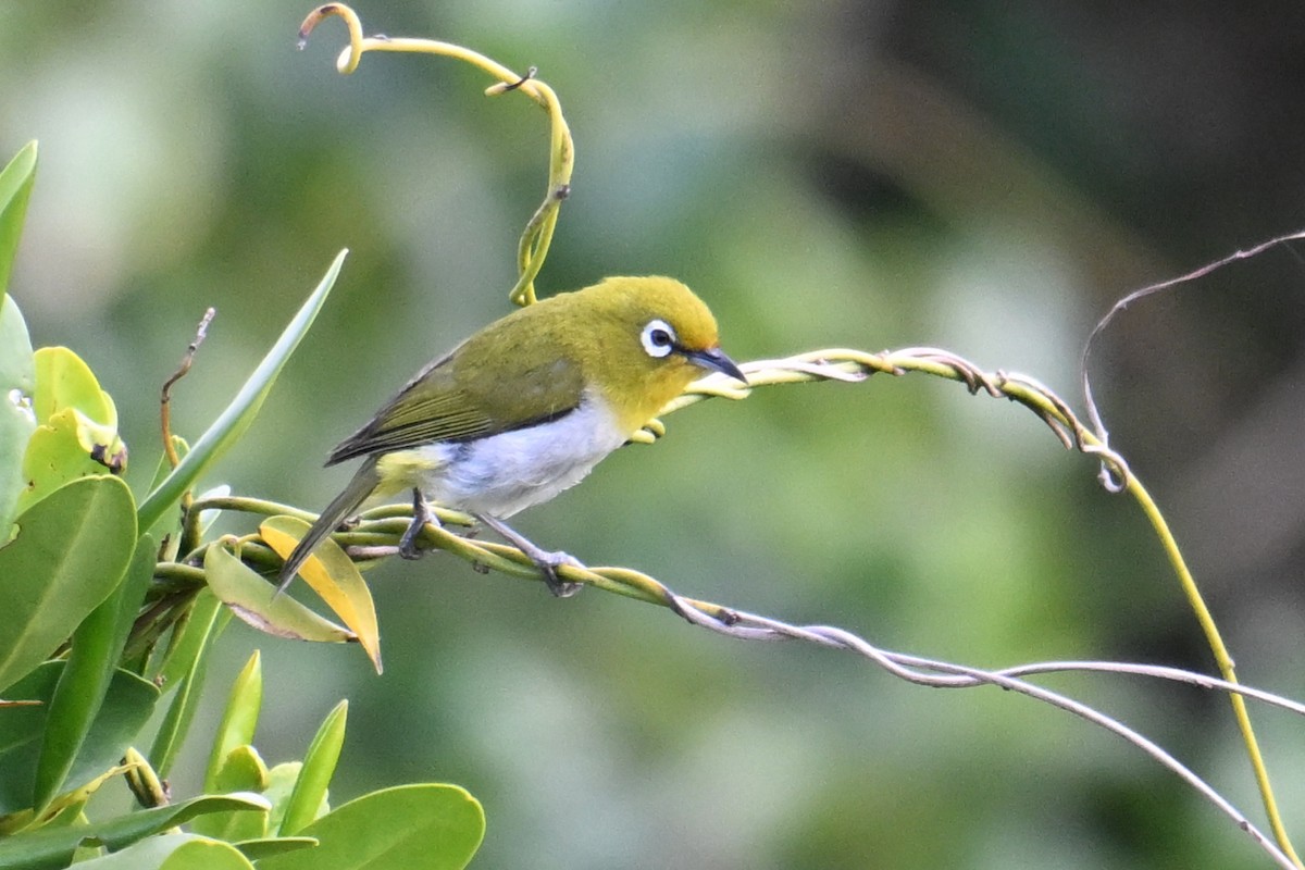 Anteojitos Japonés - ML645328478