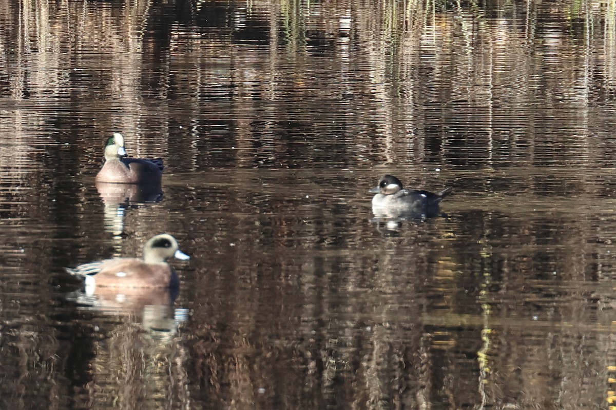 hohol bělavý - ML645328484