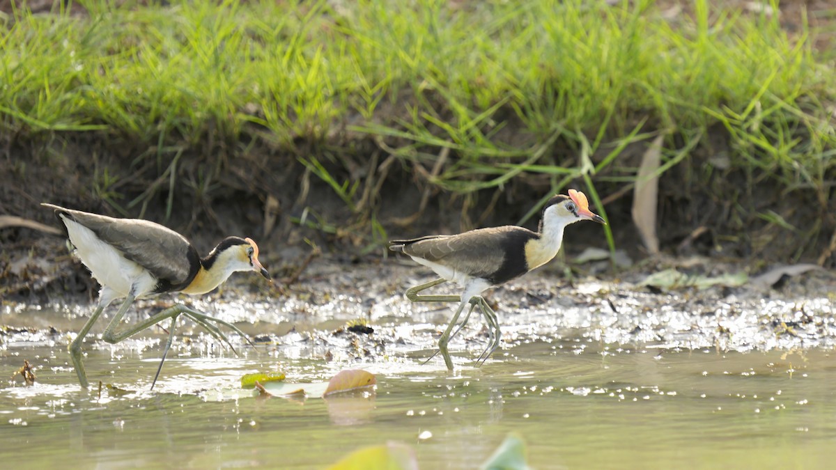 Comb-crested Jacana - ML645328487