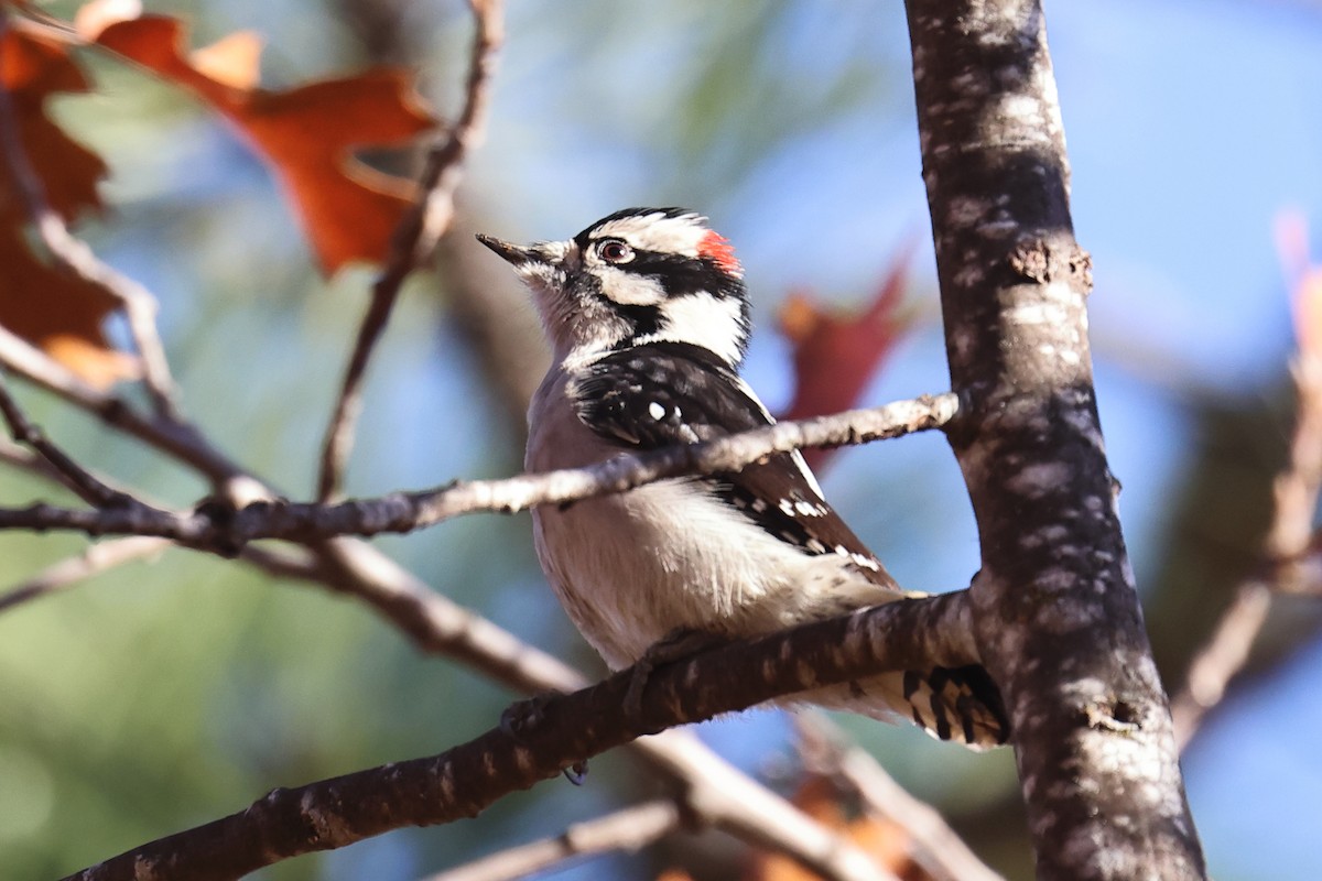 strakapoud osikový - ML645328488
