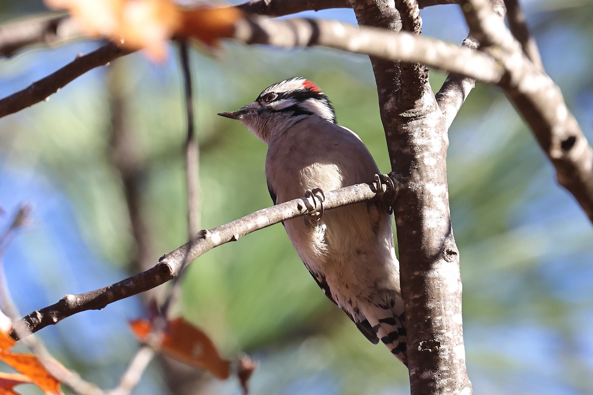 strakapoud osikový - ML645328489