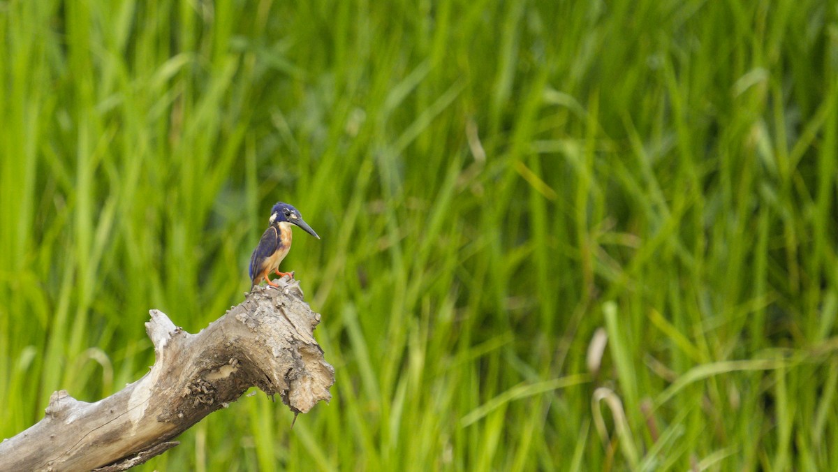 Azure Kingfisher - ML645328499